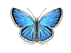 Digital Butterfly