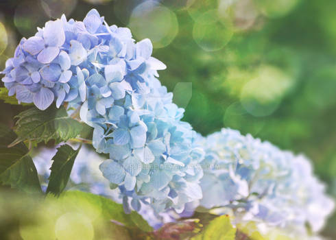 Hydrangea 2