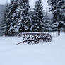 Carriage in snow