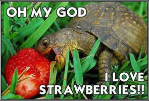 Turtle and Strawberry