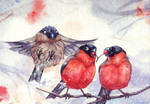 Bullfinch trio ACEO by lynxfang-art