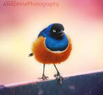 Sweet bird by xTimeSoul