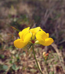 Birdsfoot Trefoil