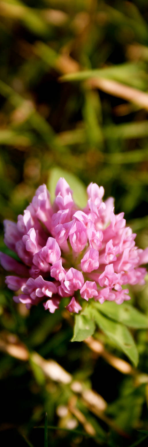 Floare de munte by captur3art on DeviantArt