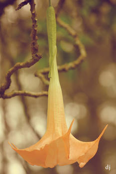 trumpet flower