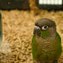 Green-cheeked Conure II