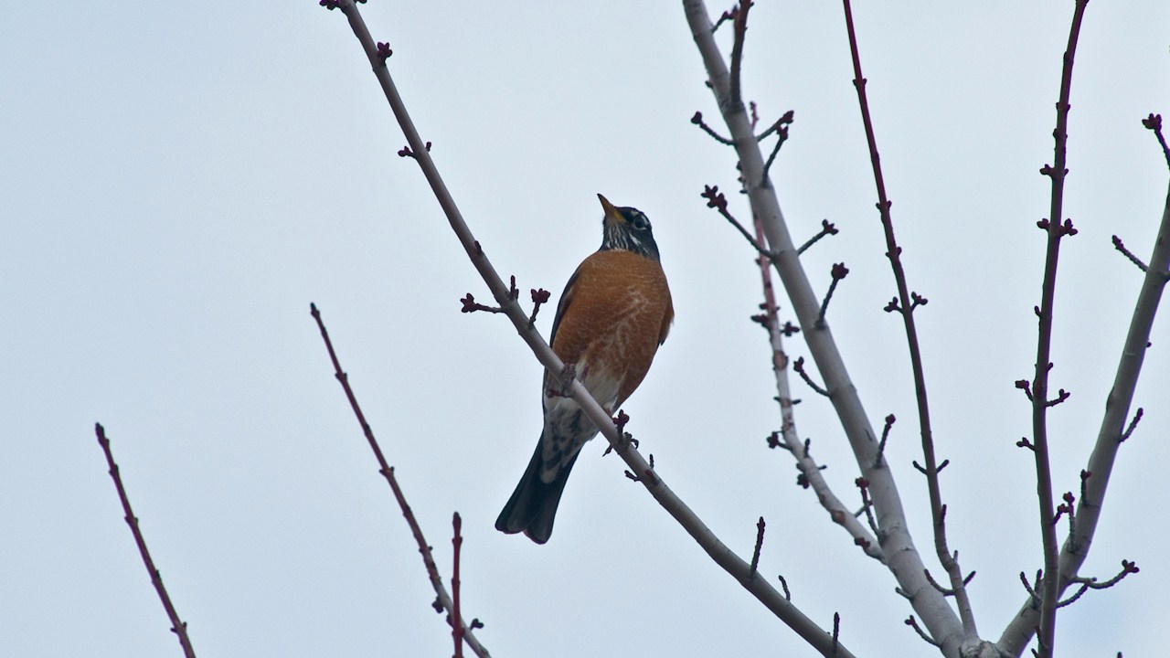 Red-Breasted III