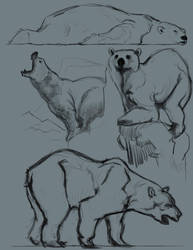 polar bears