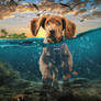 ocean doggy