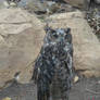 Eagle owl is not amused