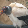 King Vulture