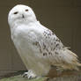 Male Snowy Owl