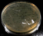 E.coli C infected with phi X174 by flippytiger