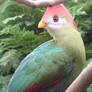 Red crested turaco