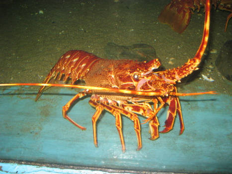 Lobster