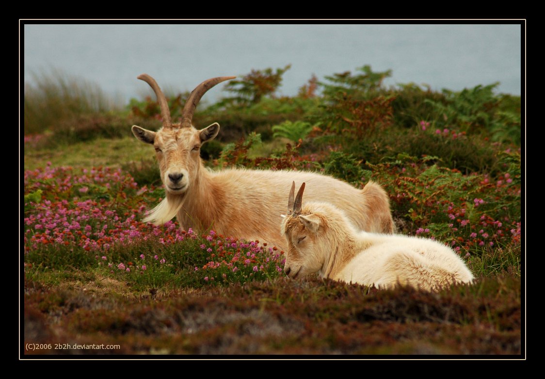 Goats in Heather