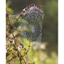 Spiders Web