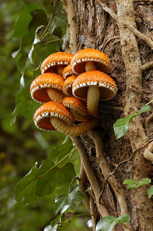 Fungal Beauty