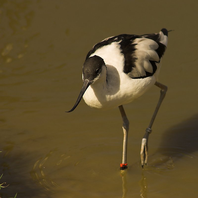 Avocet