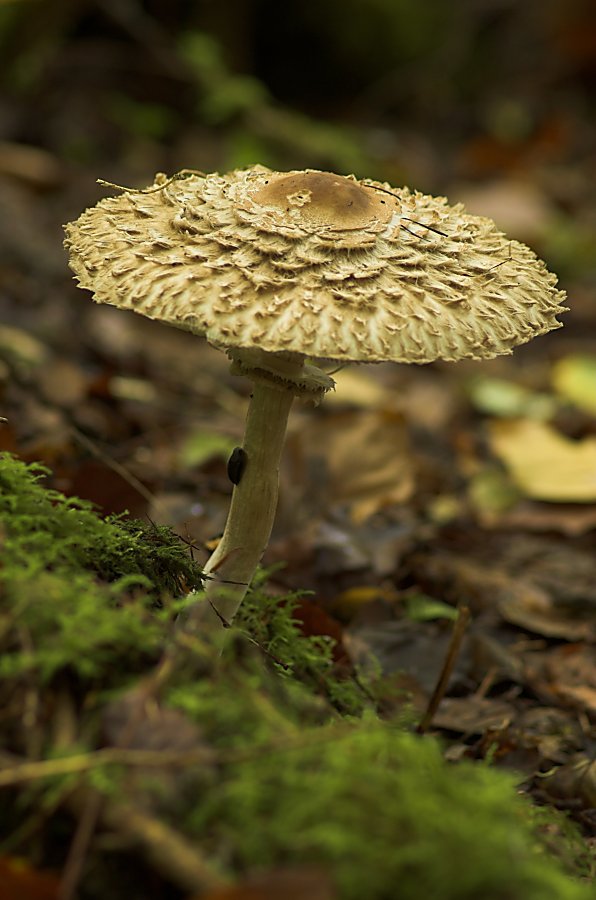 Parasol Mushroom 2