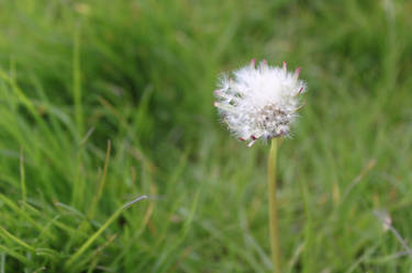 dandelion photo