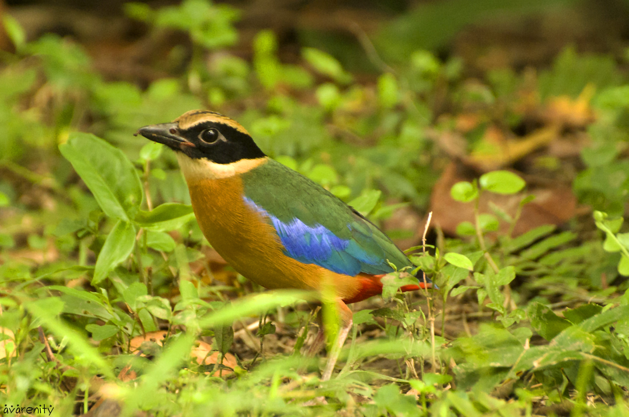 blue-winged pitta