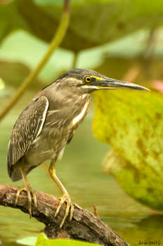 Little Heron