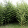 Bamboo Forest-Stock