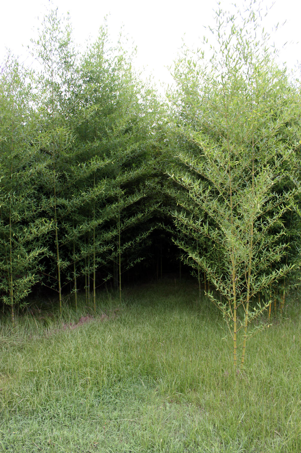 Bamboo Forest-Stock