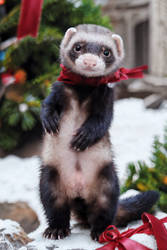 Christmas ferret