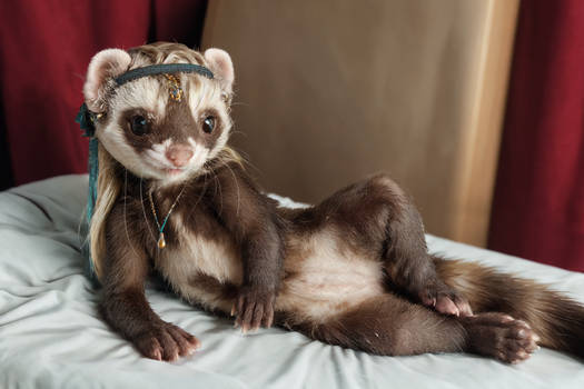 sexy ferret