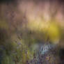 Yosemite Bokeh Painting 1