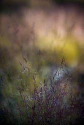 Yosemite Bokeh Painting 1