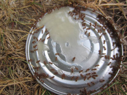 Ants Eating Honey