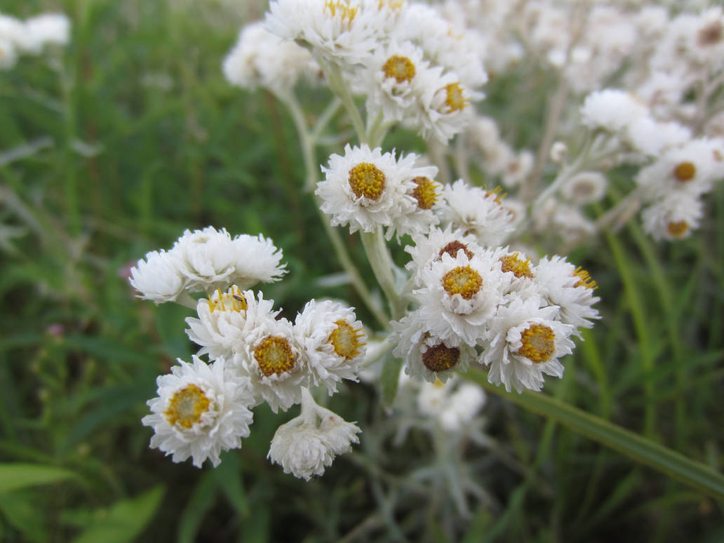 More Pic Of Whiteshell Wild Flowers by SableUnstable on DeviantArt