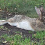 Relaxed Wild Rabbit