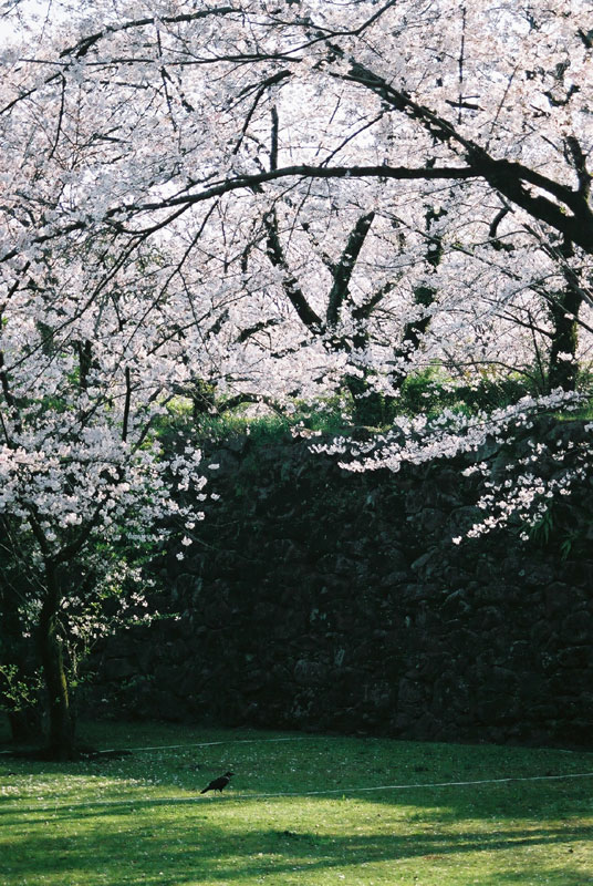 A bird enjoys cherry blossoms