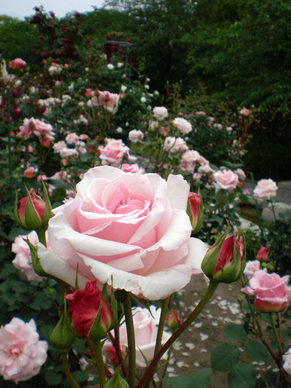 The Rose Garden 14