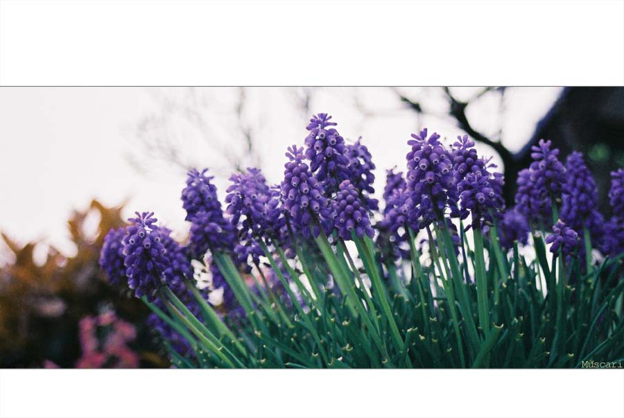 Muscari