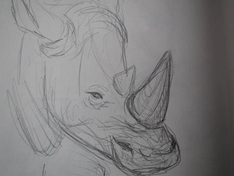 Rino Sketch 2