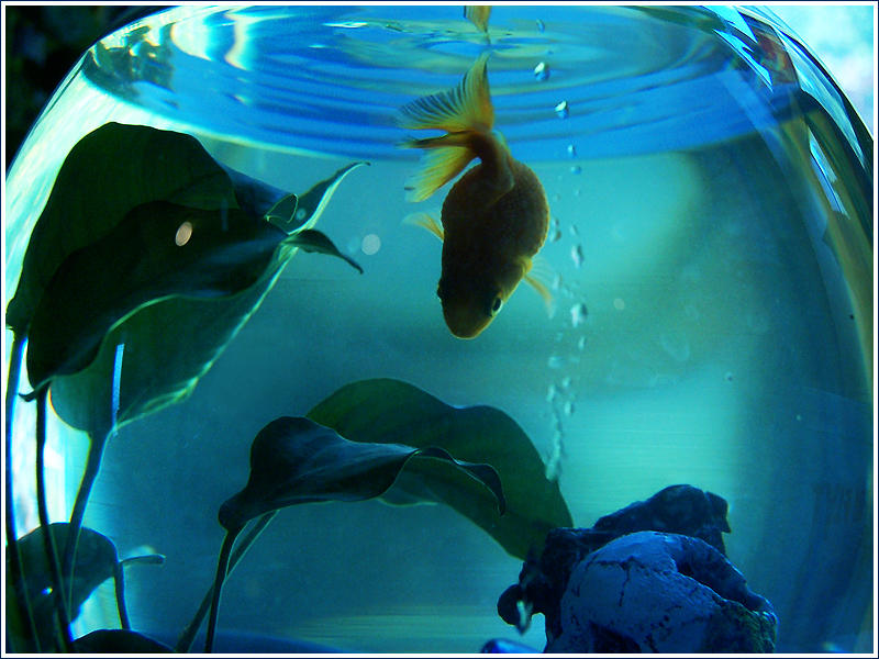 the fish by Grevenpop on DeviantArt