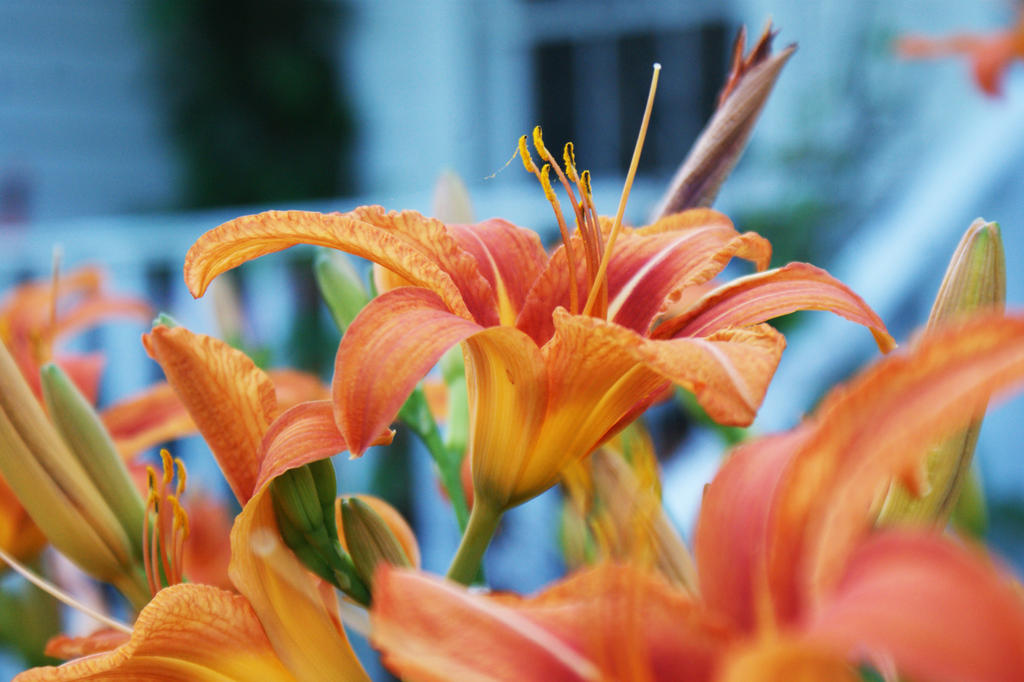 Tiger Lillies