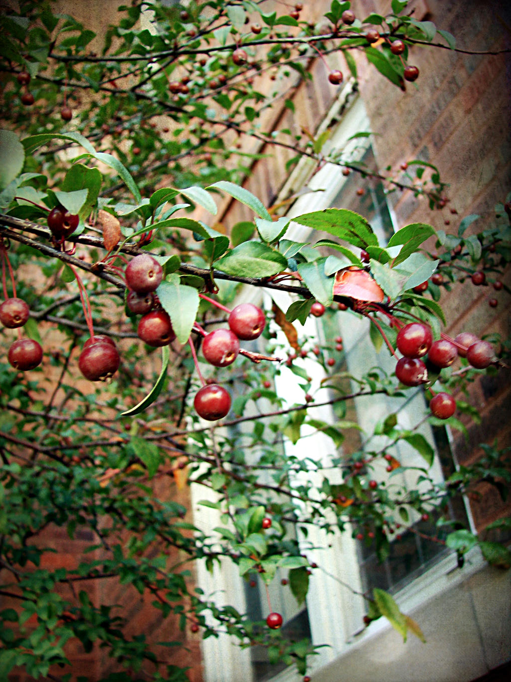 Crabapples