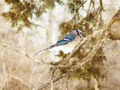 Blue Jay