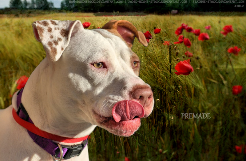 Apbt by SatinWings