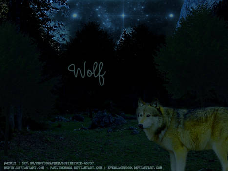 Wolf