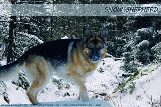 Snow Shepherd