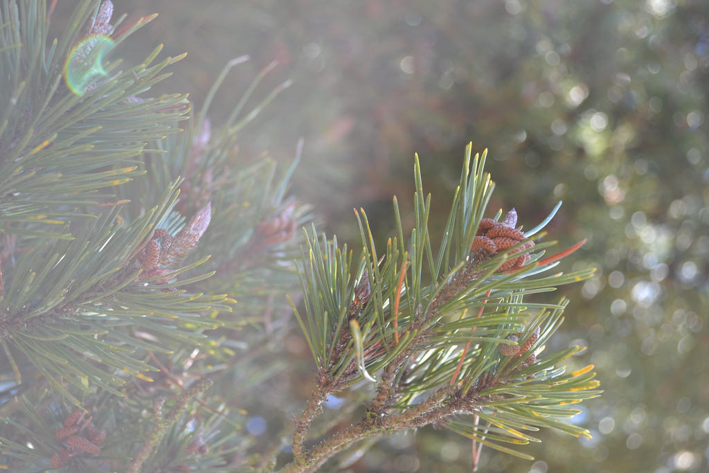 light through the pine needles