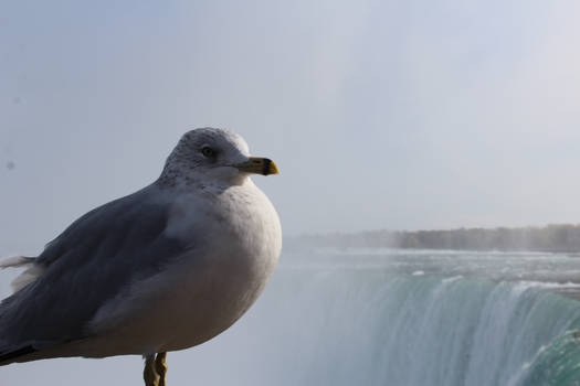 Sir Gull of the Waters