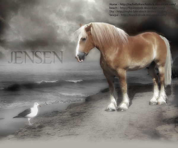 Beqanna: Jensen and the Gull